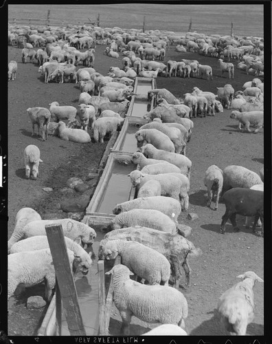 Sheep Feeding. [negative]