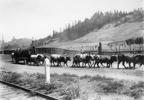 Oxen pulling a water tank on Mt. Hermon Road