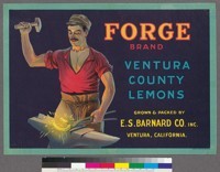 Forge Brand Ventura County Lemons