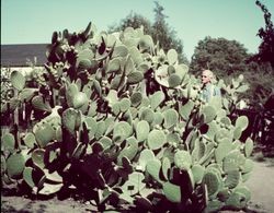 Burbank spineless cactus by Lathe House
