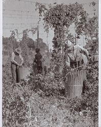 Stripping the hop vines near Wohler Road, Healdsburg, California, in the 1920s
