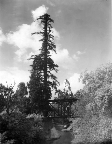 1900 Palo Alto tree