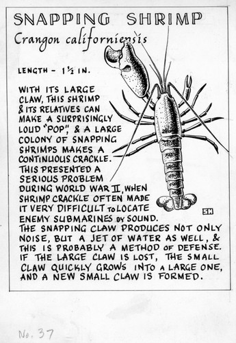 Snapping shrimp: Crangon californiensis (illustration from "The Ocean World")
