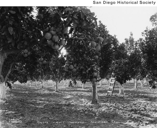 A grapefruit orchard in San Diego