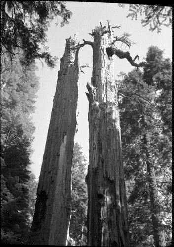 Misc. Named Giant Sequoias, Pillars of Hercules