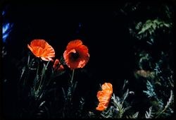 Hybrid Oriental poppies blooming in a flower bed in the Luther Burbank Home & Gardens, Santa Rosa, California, 1959