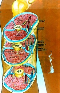Color illustration of cross sections of right arm, showing arteries, veins, nerves, bone and muscles