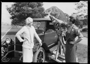 Chevrolet with stuffed leopard at Exposition Park, Los Angeles, CA, 1926
