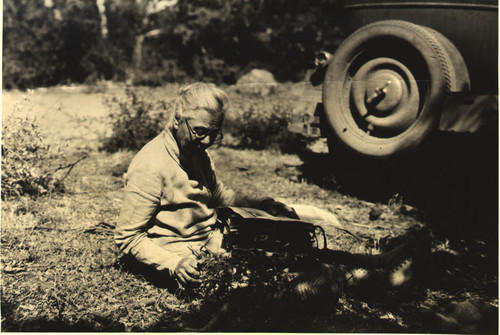 Alice Eastwood sorting out specimens