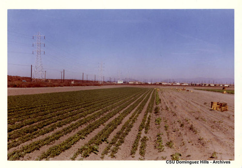 Field with crops