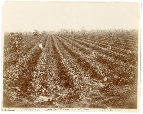 Man kneeling among a field of walnuts, strawberries, and dewberries, December 1902