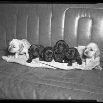 Six puppies on a sofa
