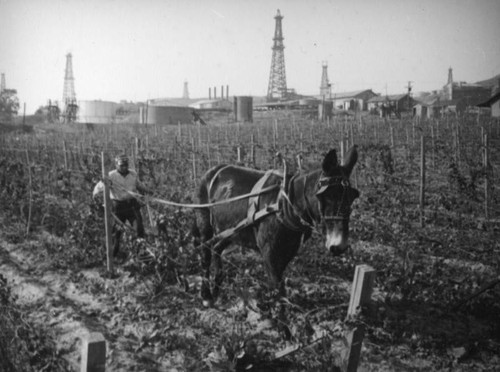Plowing a field in front the Montebello oil field
