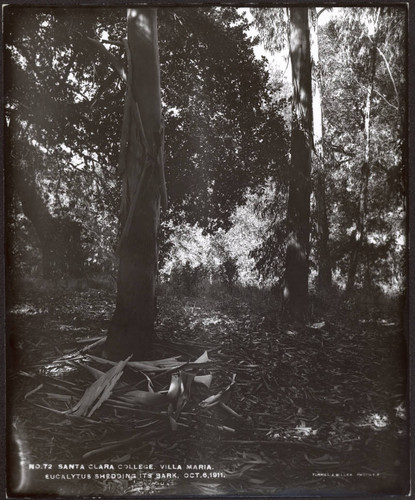 Eucalyptus tree in Villa Maria orchard