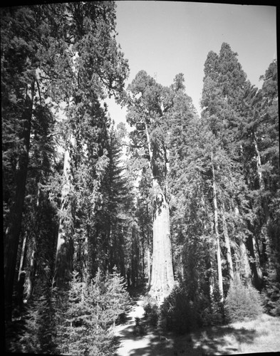 General Sherman Tree, from tower with wide angle (90mm) lens