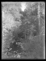 "San Lorenzo River, near Mt. Hermon, Oct. 1916"