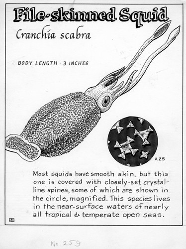 File-skinned squid: Cranchia scabra (illustration from "The Ocean World")