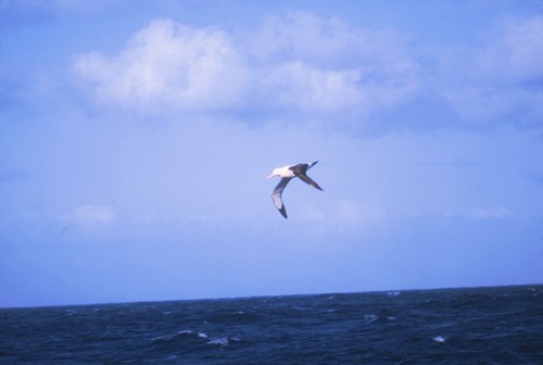 Albatross near cape of Good Hope and Cape Agulhas