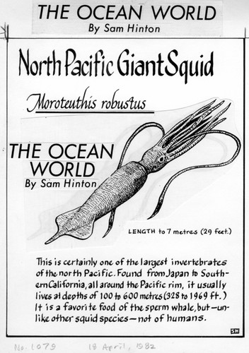 North Pacific giant squid: Moroteuthis robustus (illustration from "The Ocean World")