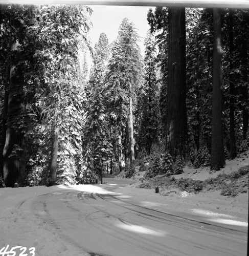 Winter Scenes, Lost Grove and Generals Highway in snow