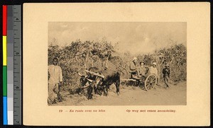Missionaries riding in a bullock-drawn cart, Congo, ca.1920-1940