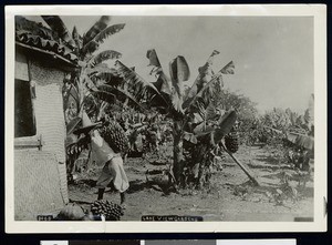 Man loading banana crops, ca.1925