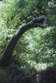 Elasmosaurus model