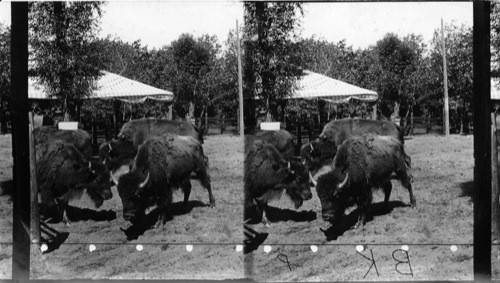 The Buffaloes, Lincoln Park, Chicago, Ill