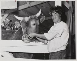 Joan Carrillo of Sebastopol with a Guernsey bull at the Sonoma County Fair, Santa Rosa, California