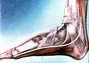 Illustration of right foot, medial aspect, showing extensor retinacula, extensor hallucis longus tendon, abductor hallucis muscle and flexor hallucis brevis muscle (along sole of foot)