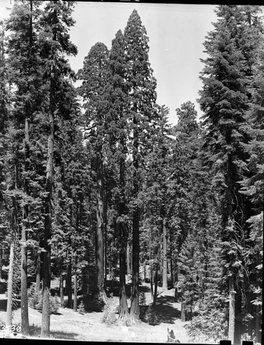 Giant Sequoias, Varying stages of crown development