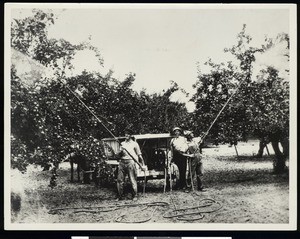 Workers spraying in an apple orchard, ca.1900