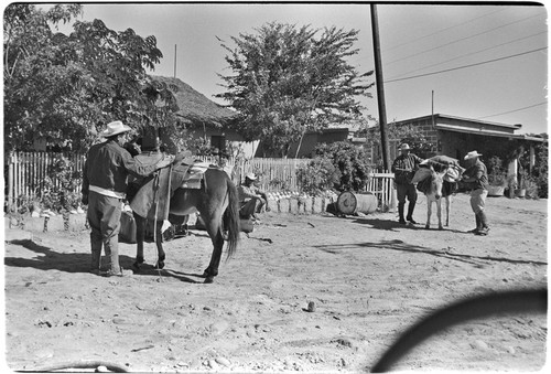Packing mules in San Ignacio for a trip up Arroyo del Parral
