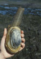 Saltwater clam