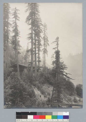 Grove with cabin and railroad tracks, Bohemian Grove. [photographic print]