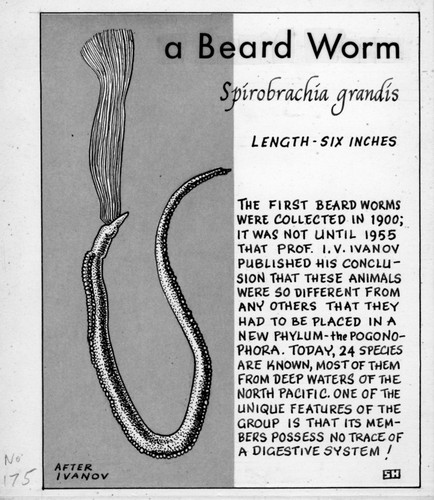 A beard worm: Spirobrachia grandis (illustration from "The Ocean World")