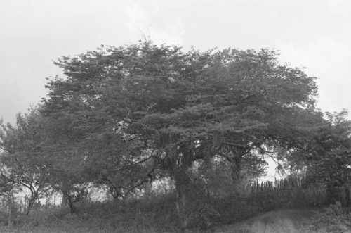 Tree, San Basilio de Palenque, 1976