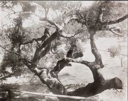 Arch Tree, Calistoga, California, about 1935