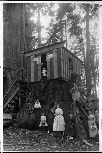 Big Stump area, Logging, Photographer Curtis' cabin on a big stump near General Grant Park about 1888. Misc. Groups