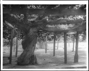 An enormous grape vine, originally planted in 1842, Montecito (or Carpenteria?), Santa Barbara, ca.1903