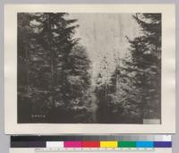 [No caption on photograph. Possibly shows operations of the U.S. Army Signal Corps, Spruce Production Division (Spruce Squadron) and their logging operations in the Pacific Northwest during World War I.]