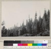 North Fork of Elk River. Along new railroad of Dolbeer & Carson Lumber Company. 50 year old young growth redwood and Douglas fir. May 31, 1934. E. F