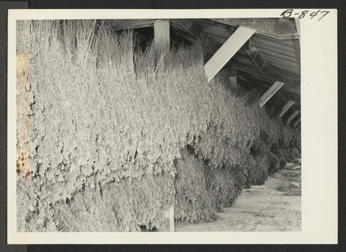 Bean tea grown on the Amache farm being dried in an outdoor shed for use in the center mess halls. Photographer: McClelland, Joe Amache, Colorado