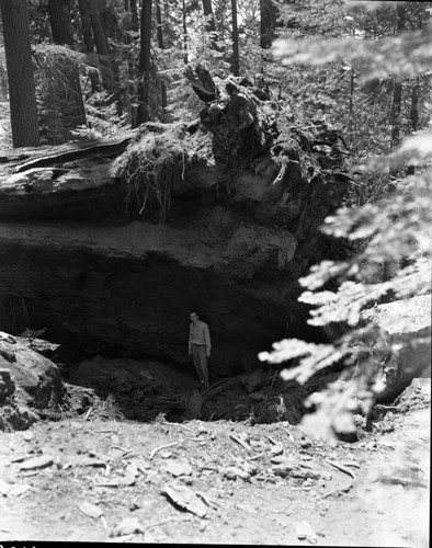 Fallen Giant Sequoias, Fallen sequoia across Cognress Trail. Art Spore in photo