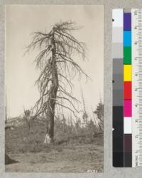 "The tree of yesterday" in the 1922 burn above City Creek, San Bernardino County. Note dead reproduction and lack of cover after four years