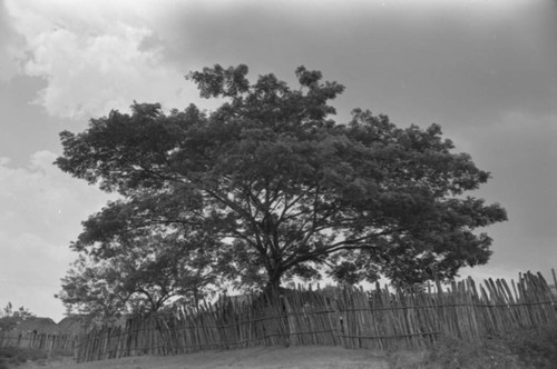 Tree behind a fence, San Basilio de Palenque, 1976