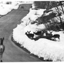 Photographs from Wild Legacy Book. small herd of deer in snow next to a road