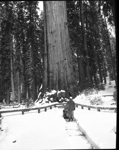 Winter Scenes, General Sherman Tree after first snowfall. Maintenance Activities - cleared trail