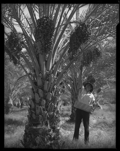 Man harvesting dates, Indio or Palm Springs, 1931-1948