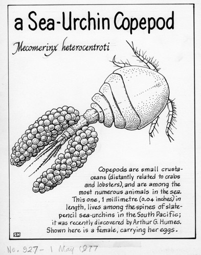 A sea-urchin copepod: Mecomerinx heterocentroti (illustration from "The Ocean World")